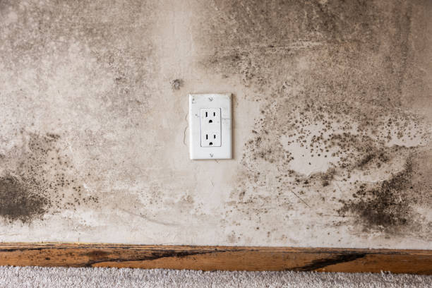 Best Biohazard Mold Removal  in Niles, MI