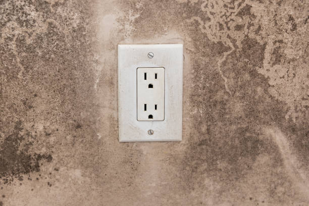 Best Forensic Mold Investigation  in Niles, MI